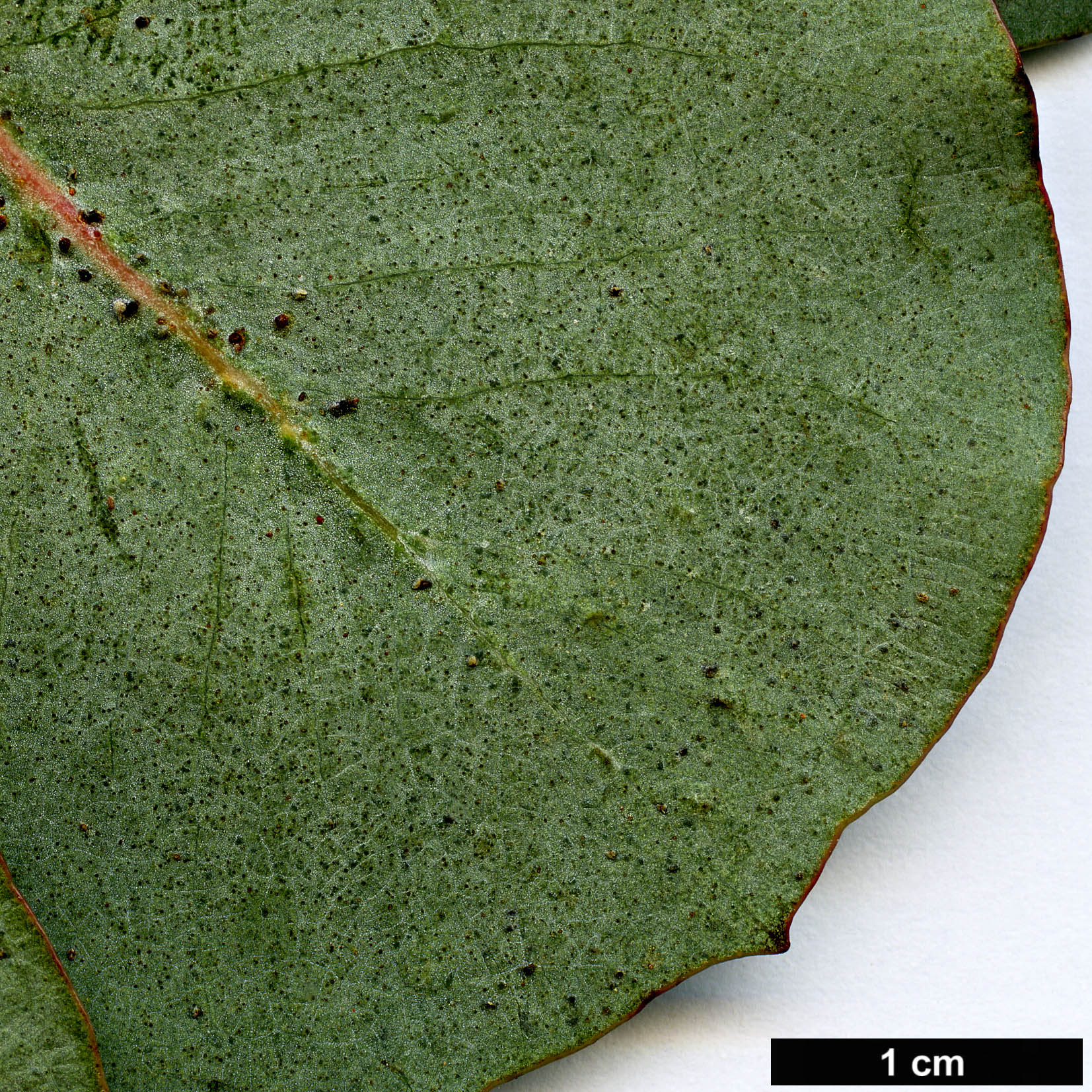 High resolution image: Family: Myrtaceae - Genus: Eucalyptus - Taxon: goniocalyx